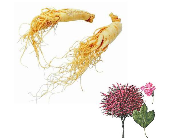 ginseng in glog za povečanje moči